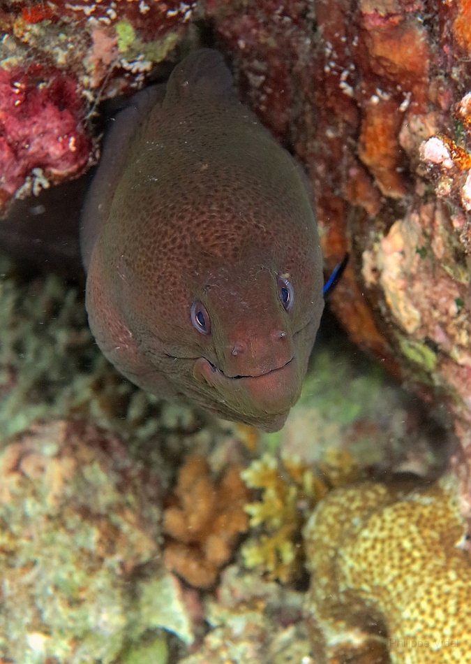 IMG_1442rf_Maldives_Madoogali_House reef_Murene javanaise_Gymnothorax javanicus.jpg